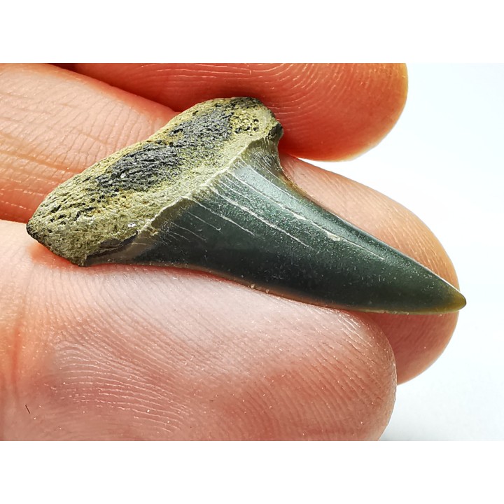 dent de requin: CARCHARODON HASTALIS - Miocène-Pliocène - Belgique
