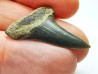 dent de requin: CARCHARODON HASTALIS - Miocène-Pliocène - Belgique