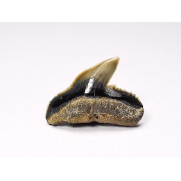 dent de requin: GALEOCERDO ADUNCUS - Miocène - Belgique