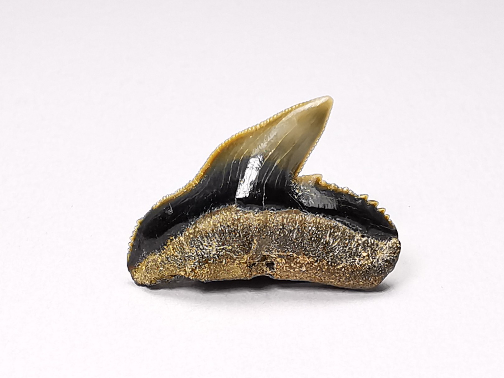 shark tooth: GALEOCERDO ADUNCUS, Miocene, Belgium