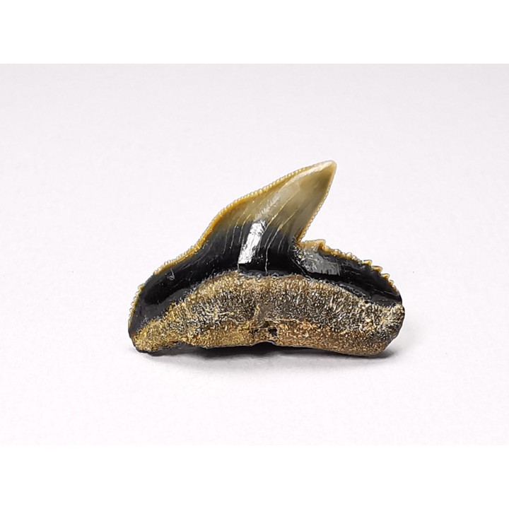 dent de requin: GALEOCERDO ADUNCUS - Miocène - Belgique