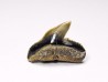 shark tooth: GALEOCERDO ADUNCUS, Miocene, Belgium