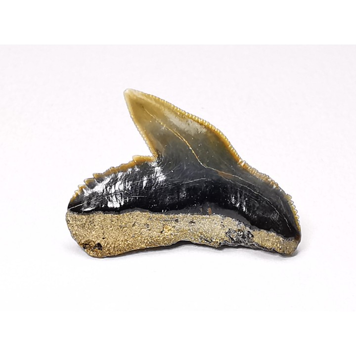 dent de requin: GALEOCERDO ADUNCUS - Miocène - Belgique