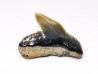 shark tooth: GALEOCERDO ADUNCUS, Miocene, Belgium