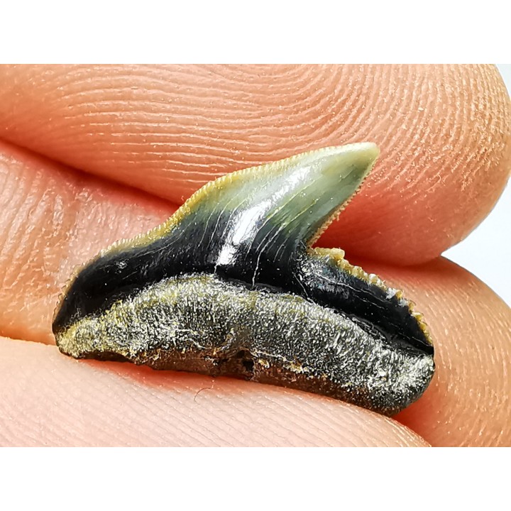 shark tooth: GALEOCERDO ADUNCUS,  Miocene, Belgium