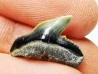 shark tooth: GALEOCERDO ADUNCUS, Miocene, Belgium