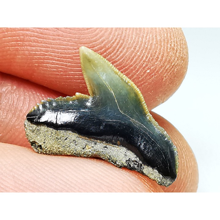shark tooth: GALEOCERDO ADUNCUS,  Miocene, Belgium