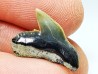 shark tooth: GALEOCERDO ADUNCUS, Miocene, Belgium