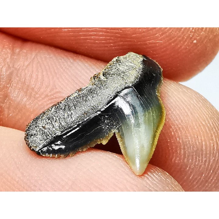 shark tooth: GALEOCERDO ADUNCUS,  Miocene, Belgium