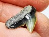 shark tooth: GALEOCERDO ADUNCUS, Miocene, Belgium