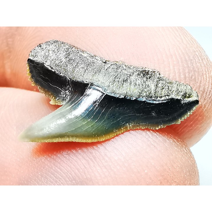 dent de requin: GALEOCERDO ADUNCUS - Miocène - Belgique