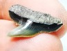 dent de requin: GALEOCERDO ADUNCUS - Miocène - Belgique
