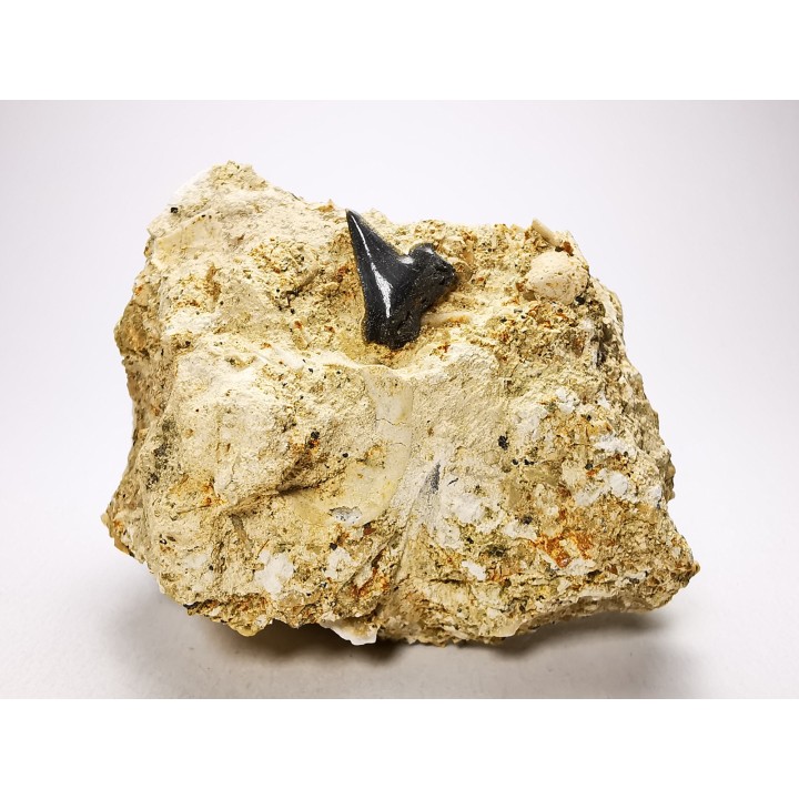 Shark tooth: Pseudocorax affinis, Late Cretaceous,  Eben-Emael, Belgium
