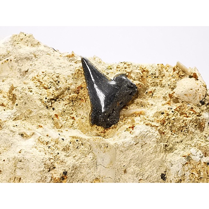 Shark tooth: Pseudocorax affinis, Late Cretaceous,  Eben-Emael, Belgium