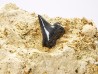 Shark tooth: Pseudocorax affinis, Late Cretaceous,  Eben-Emael, Belgium