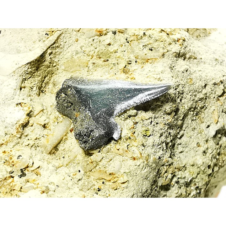 Shark tooth: Pseudocorax affinis, Late Cretaceous,  Eben-Emael, Belgium