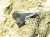 Shark tooth: Pseudocorax affinis, Late Cretaceous,  Eben-Emael, Belgium
