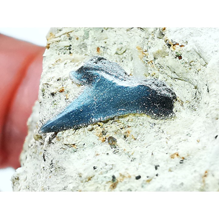 Shark tooth: Pseudocorax affinis, Late Cretaceous,  Eben-Emael, Belgium