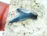 Shark tooth: Pseudocorax affinis, Late Cretaceous,  Eben-Emael, Belgium