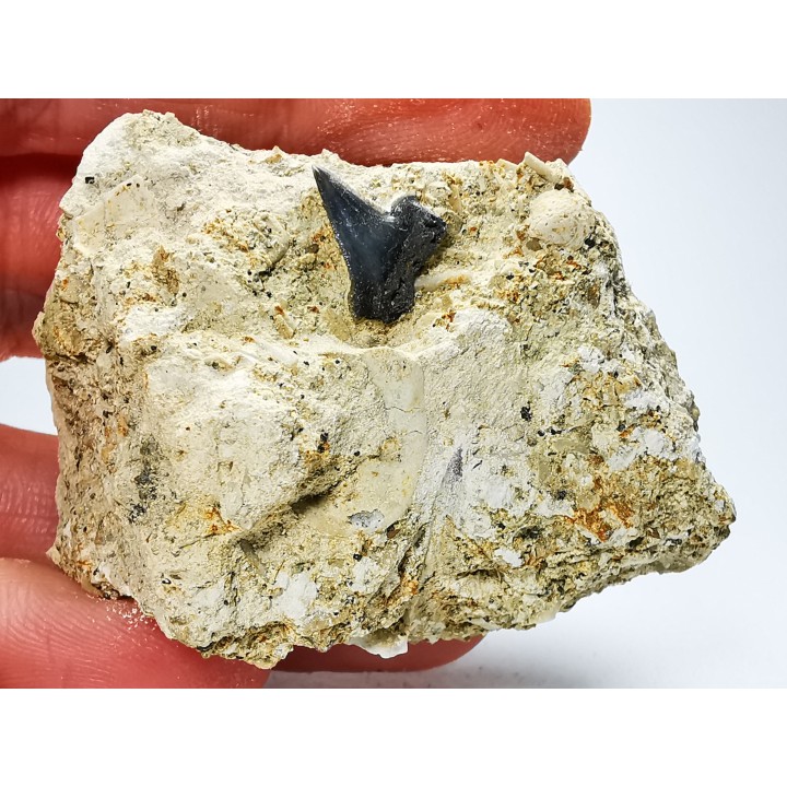 Shark tooth: Pseudocorax affinis, Late Cretaceous,  Eben-Emael, Belgium