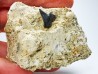 Dent de requin : Pseudocorax affinis, Crétacé Supérieur, Eben-Emael, Belgique