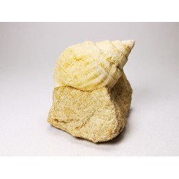 Gastropod : Microschiza clathrata - Hettangian - Brouch, Luxembourg