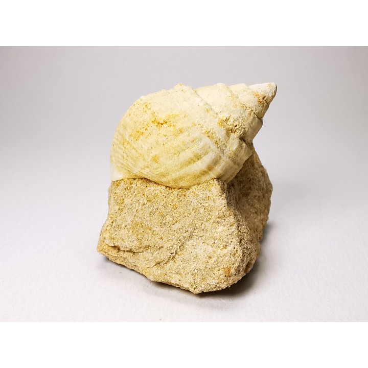Gastropod : Microschiza clathrata - Hettangian - Brouch, Luxembourg