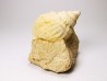 Gastéropode : Microschiza clathrata - Hettangien - Brouch, Luxembourg