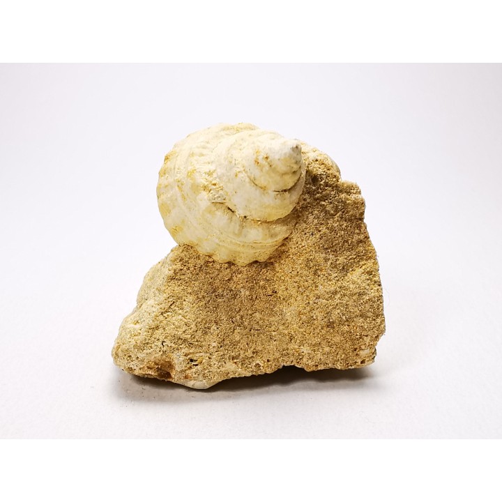 Gastropod : Microschiza clathrata - Hettangian - Brouch, Luxembourg