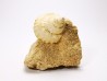 Gastropod : Microschiza clathrata - Hettangian - Brouch, Luxembourg