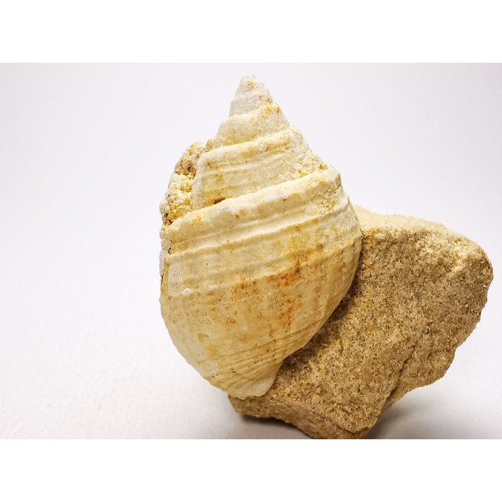 Gastéropode : Microschiza clathrata - Hettangien - Brouch, Luxembourg