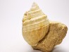 Gastropod : Microschiza clathrata - Hettangian - Brouch, Luxembourg