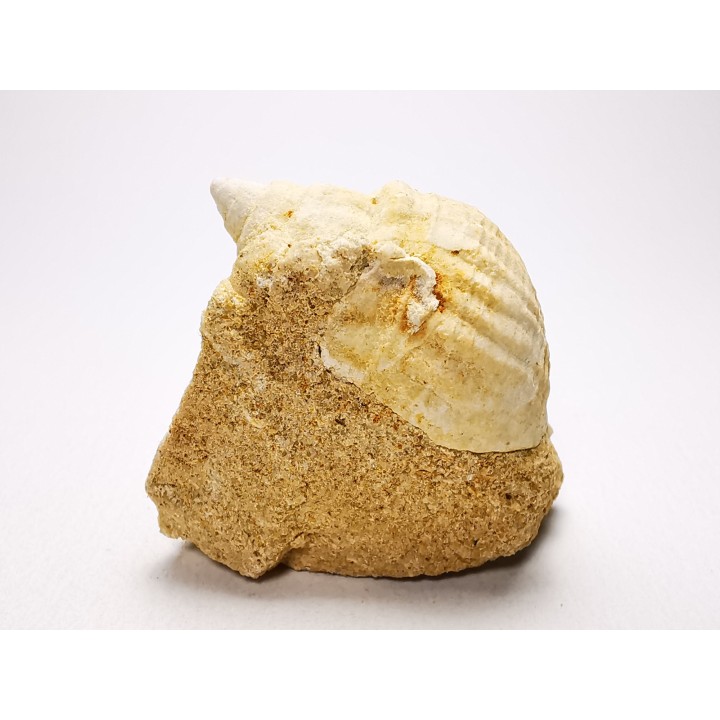 Gastropod : Microschiza clathrata - Hettangian - Brouch, Luxembourg