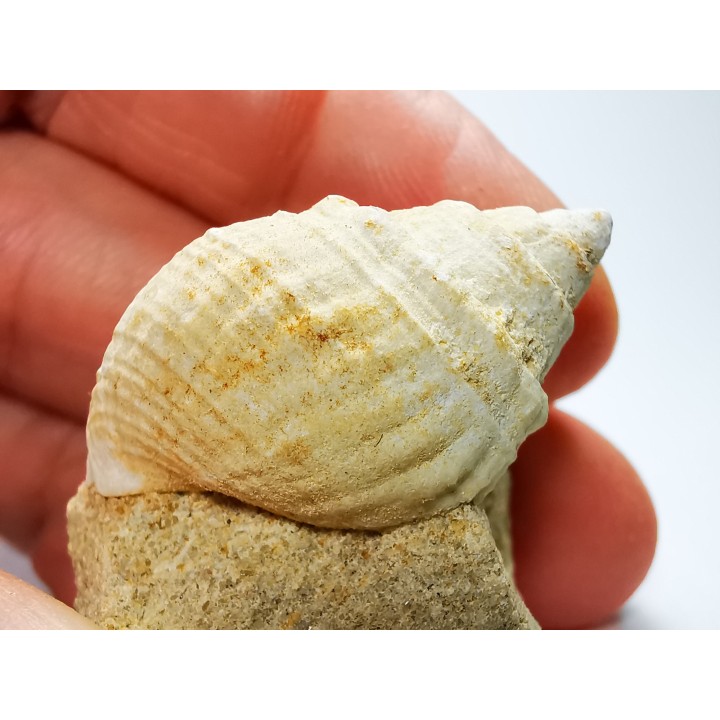 Gastéropode : Microschiza clathrata - Hettangien - Brouch, Luxembourg