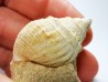 Gastéropode : Microschiza clathrata - Hettangien - Brouch, Luxembourg