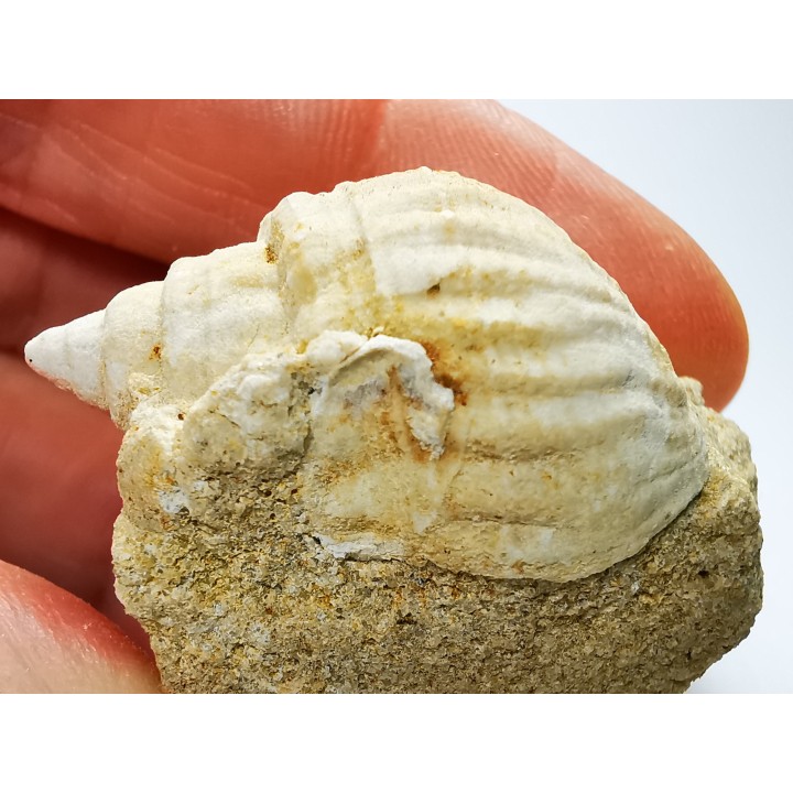 Gastéropode : Microschiza clathrata - Hettangien - Brouch, Luxembourg