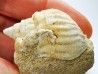 Gastéropode : Microschiza clathrata - Hettangien - Brouch, Luxembourg