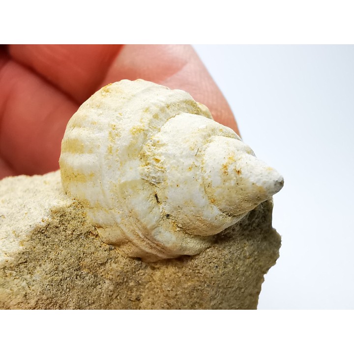 Gastéropode : Microschiza clathrata - Hettangien - Brouch, Luxembourg