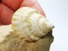 Gastéropode : Microschiza clathrata - Hettangien - Brouch, Luxembourg