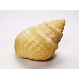 Gastéropode : Microschiza clathrata - Hettangien - Brouch, Luxembourg