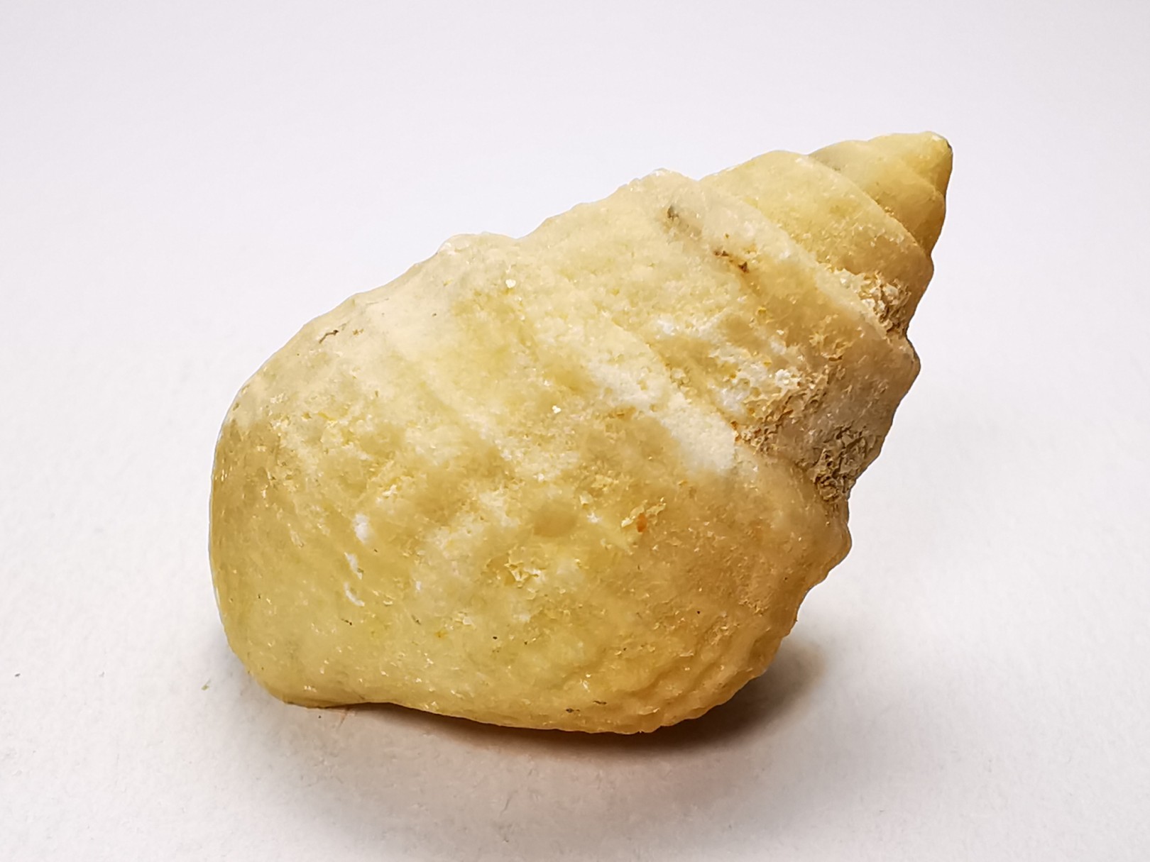 Gastropod : Microschiza clathrata - Hettangian - Brouch, Luxembourg
