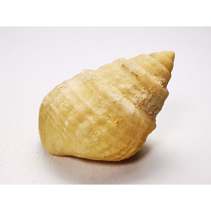 Gastéropode : Microschiza clathrata - Hettangien - Brouch, Luxembourg