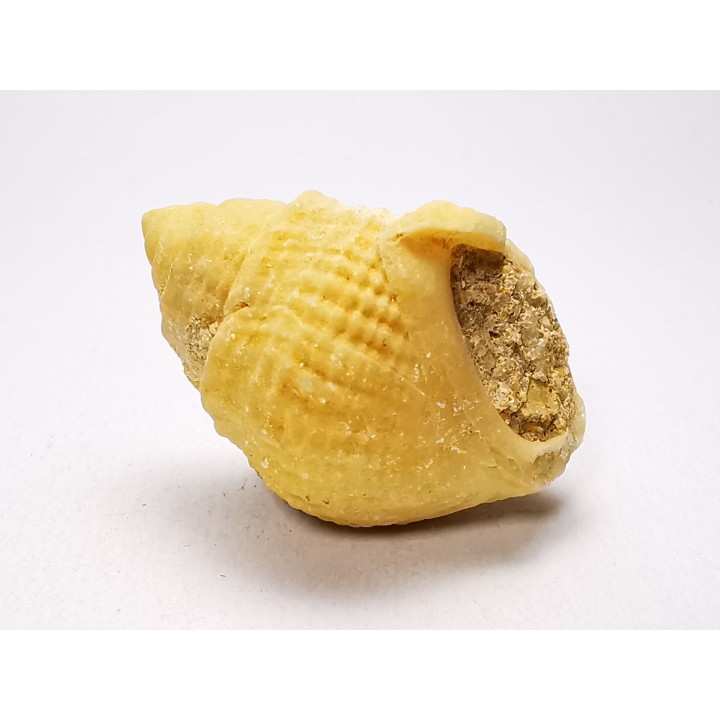 Gastropod : Microschiza clathrata - Hettangian - Brouch, Luxembourg