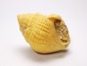 Gastropod : Microschiza clathrata - Hettangian - Brouch, Luxembourg