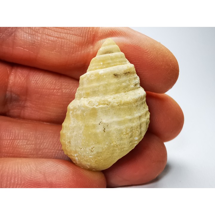 Gastéropode : Microschiza clathrata - Hettangien - Brouch, Luxembourg
