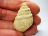 Gastéropode : Microschiza clathrata - Hettangien - Brouch, Luxembourg