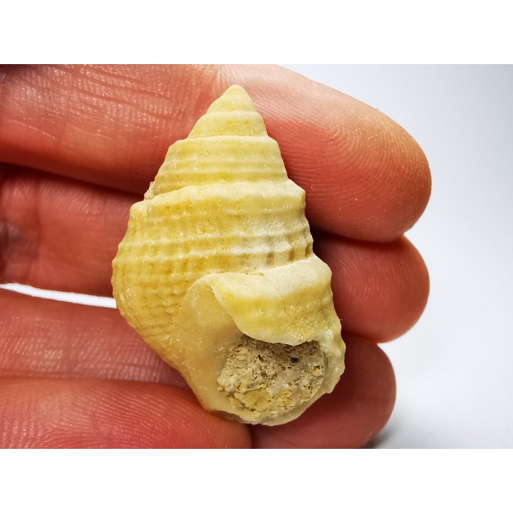 Gastéropode : Microschiza clathrata - Hettangien - Brouch, Luxembourg