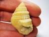 Gastéropode : Microschiza clathrata - Hettangien - Brouch, Luxembourg