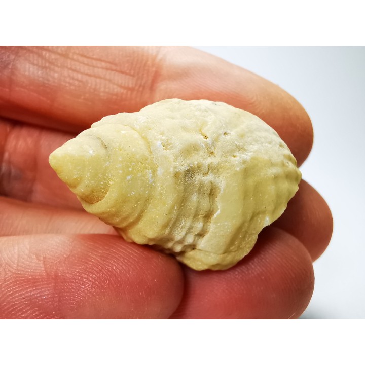 Gastropod : Microschiza clathrata - Hettangian - Brouch, Luxembourg