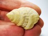 Gastéropode : Microschiza clathrata - Hettangien - Brouch, Luxembourg